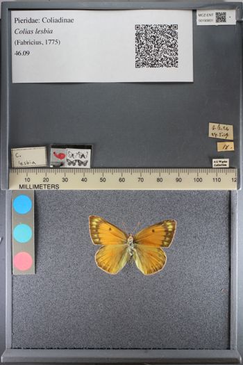 Media type: image;   Entomology 193831